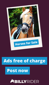 Horses for sale - Ads free of charge - Post now!