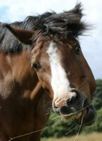 Profile picture Melanie