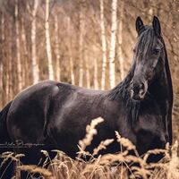 Profile picture Friesen-HSK